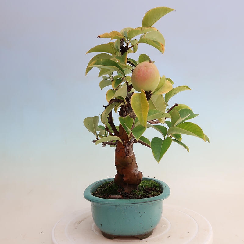 Kültéri bonsai - Pseudocydonia sinensis - kínai birs