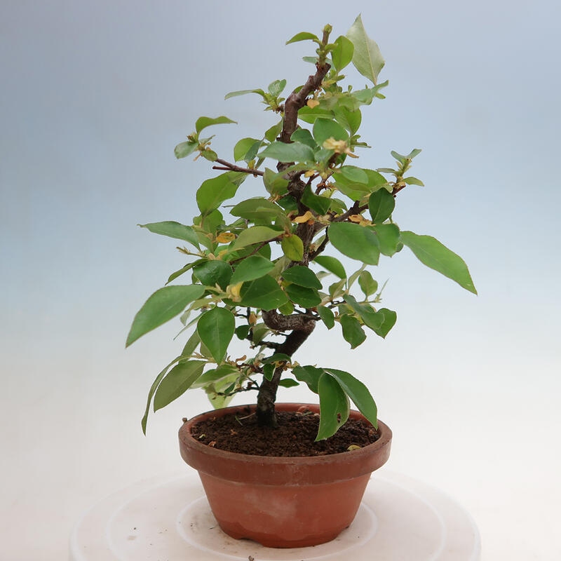 Kültéri bonsai - Pseudocydonia sinensis - kínai birs