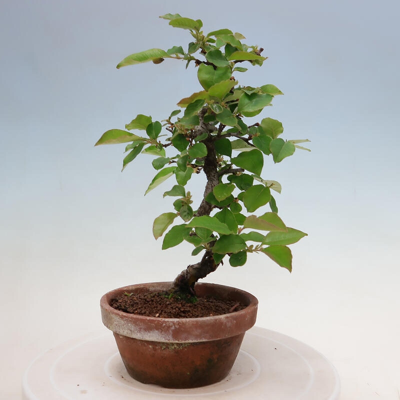 Kültéri bonsai - Pseudocydonia sinensis - kínai birs