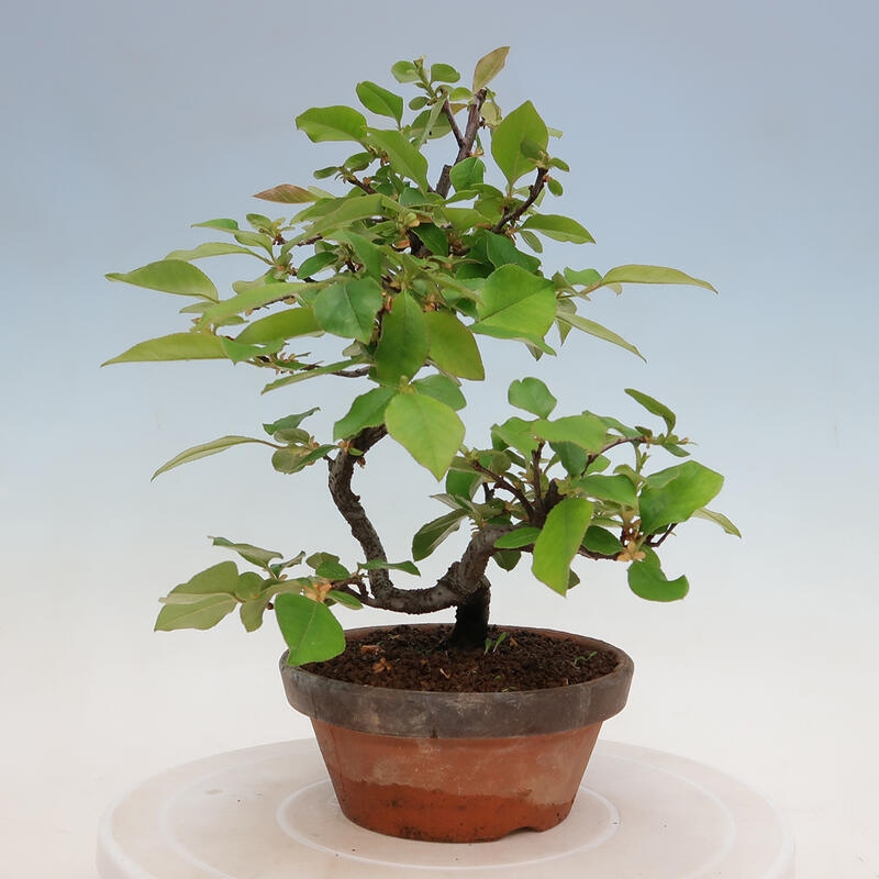 Kültéri bonsai - Pseudocydonia sinensis - kínai birs