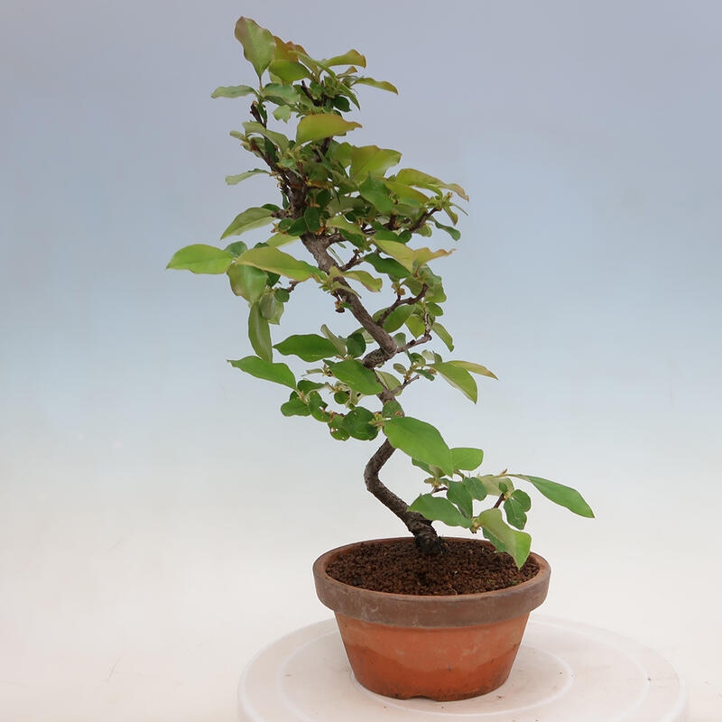 Kültéri bonsai - Pseudocydonia sinensis - kínai birs