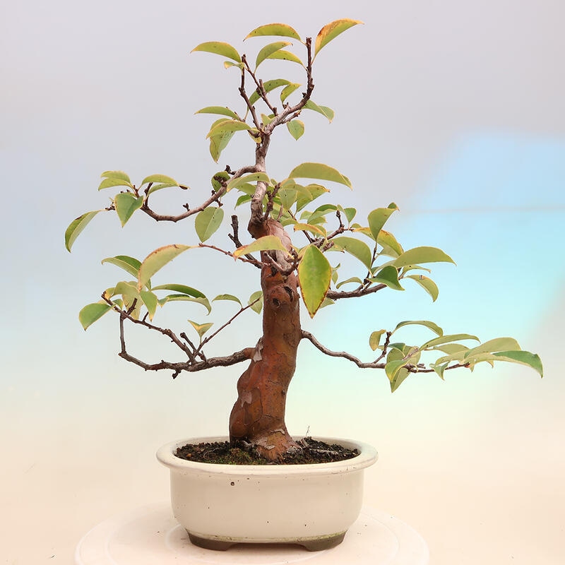 Kültéri bonsai - Pseudocydonia sinensis - kínai birs