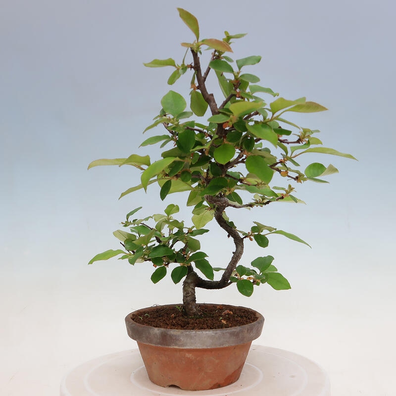 Kültéri bonsai - Pseudocydonia sinensis - kínai birs