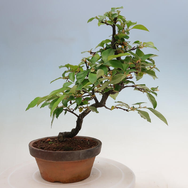 Kültéri bonsai - Pseudocydonia sinensis - kínai birs