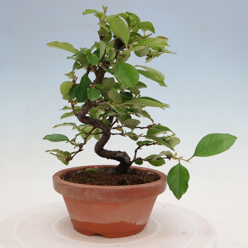 Kültéri bonsai - Pseudocydonia sinensis - kínai birs