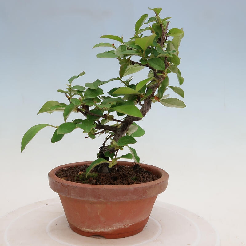 Kültéri bonsai - Pseudocydonia sinensis - kínai birs