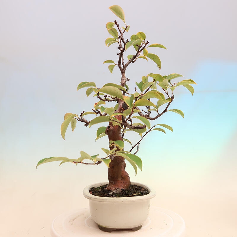 Kültéri bonsai - Pseudocydonia sinensis - kínai birs