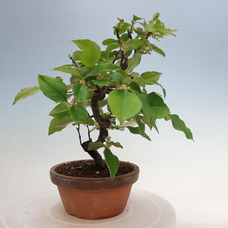 Kültéri bonsai - Pseudocydonia sinensis - kínai birs