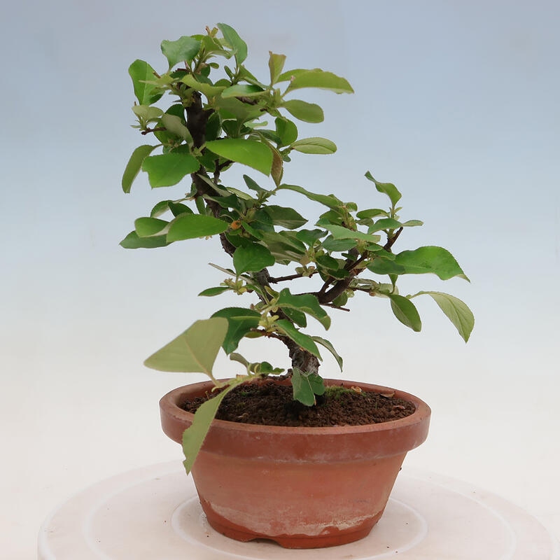 Kültéri bonsai - Pseudocydonia sinensis - kínai birs