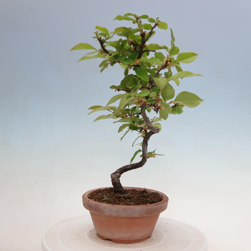 Kültéri bonsai - Pseudocydonia sinensis - kínai birs