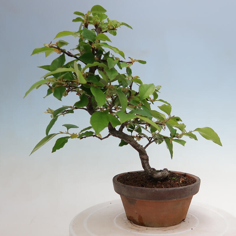 Kültéri bonsai - Pseudocydonia sinensis - kínai birs