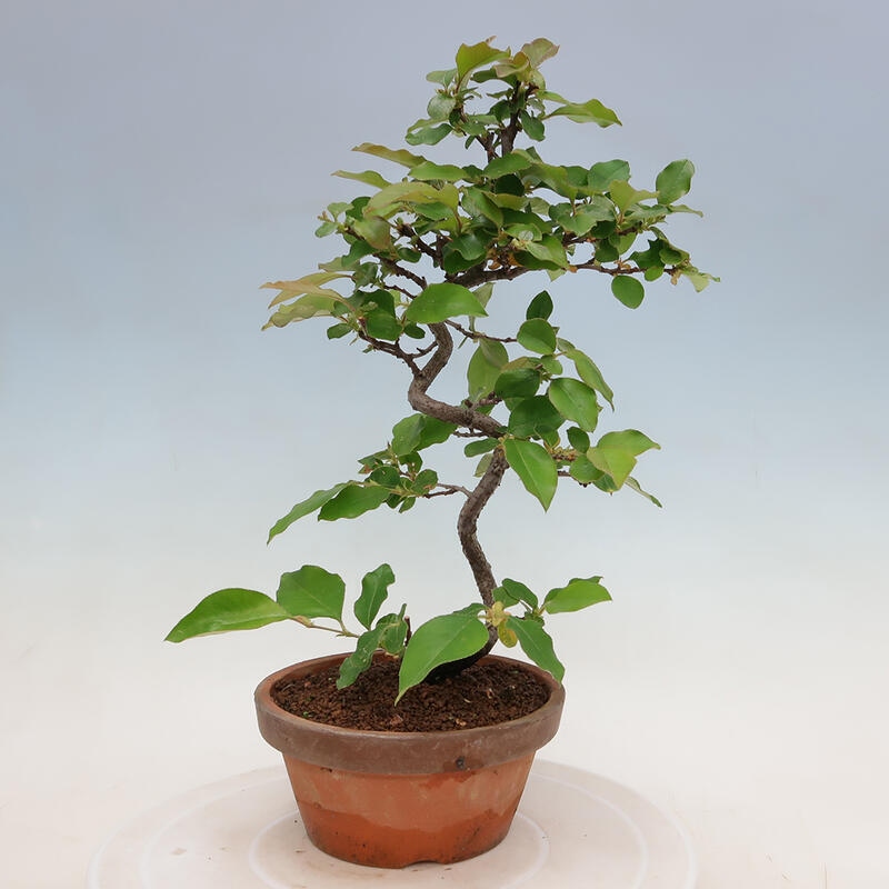 Kültéri bonsai - Pseudocydonia sinensis - kínai birs