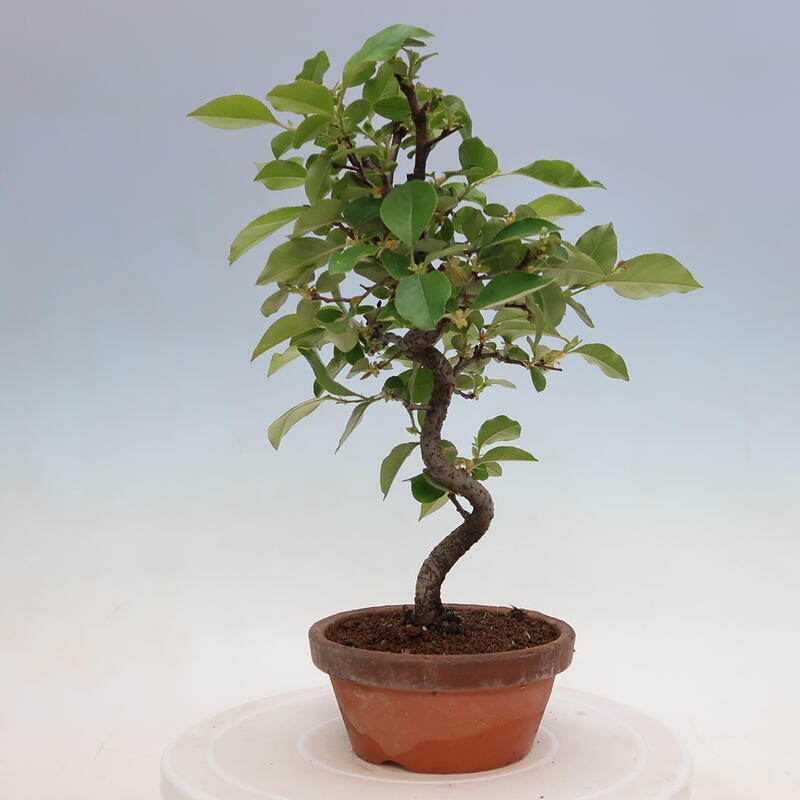 Kültéri bonsai - Pseudocydonia sinensis - kínai birs