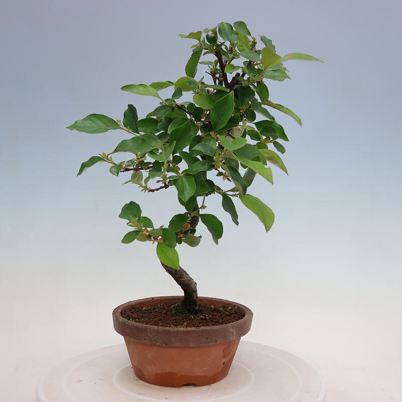 Kültéri bonsai - Pseudocydonia sinensis - kínai birs