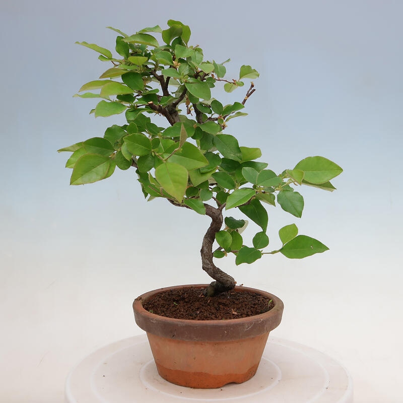 Kültéri bonsai - Pseudocydonia sinensis - kínai birs