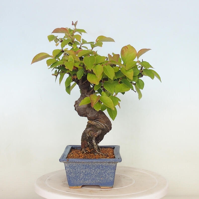 Kültéri bonsai - Pseudocydonia sinensis - kínai birs