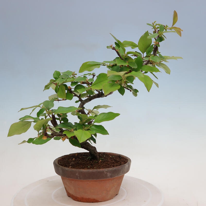 Kültéri bonsai - Pseudocydonia sinensis - kínai birs