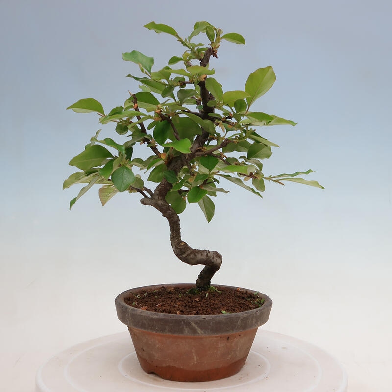 Kültéri bonsai - Pseudocydonia sinensis - kínai birs