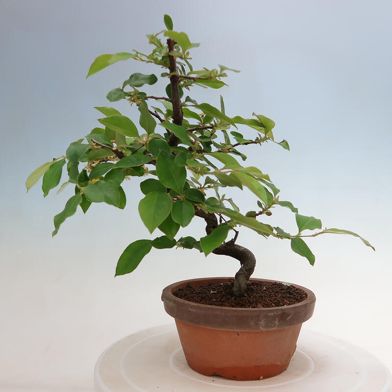 Kültéri bonsai - Pseudocydonia sinensis - kínai birs