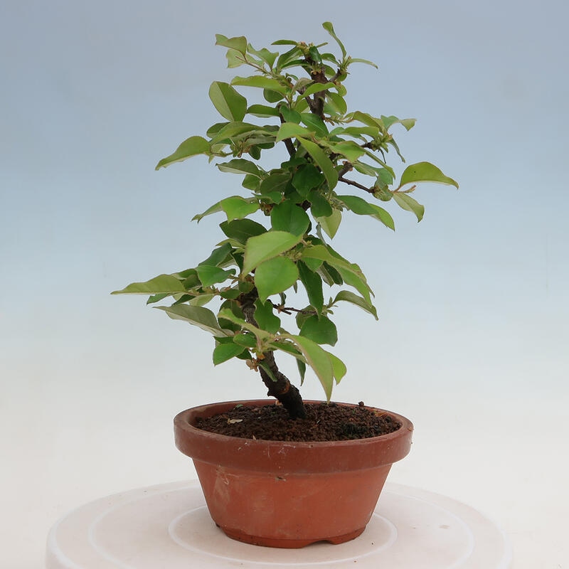 Kültéri bonsai - Pseudocydonia sinensis - kínai birs