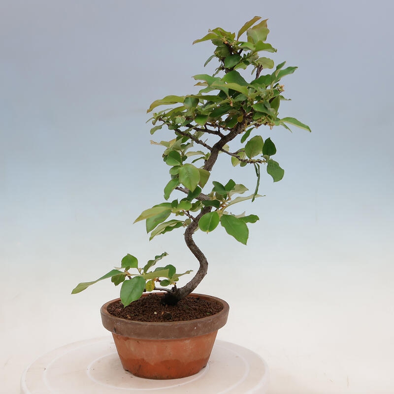 Kültéri bonsai - Pseudocydonia sinensis - kínai birs