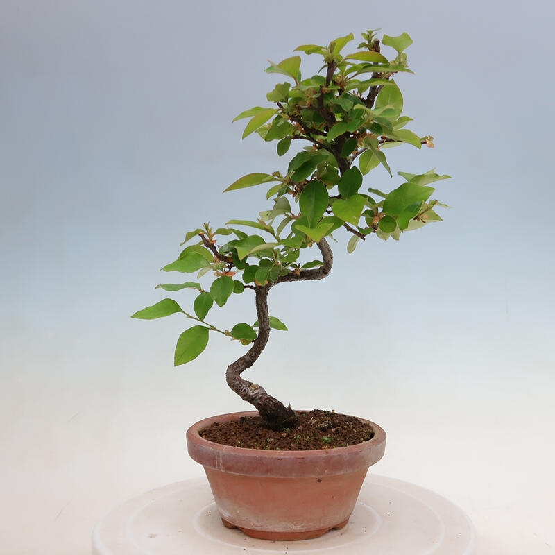 Kültéri bonsai - Pseudocydonia sinensis - kínai birs