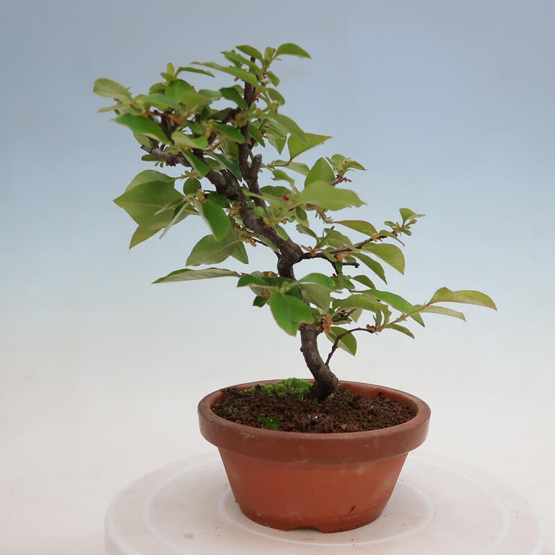 Kültéri bonsai - Pseudocydonia sinensis - kínai birs
