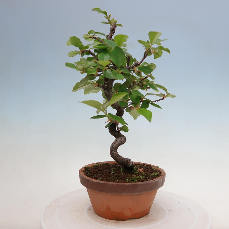 Kültéri bonsai - Pseudocydonia sinensis - kínai birs