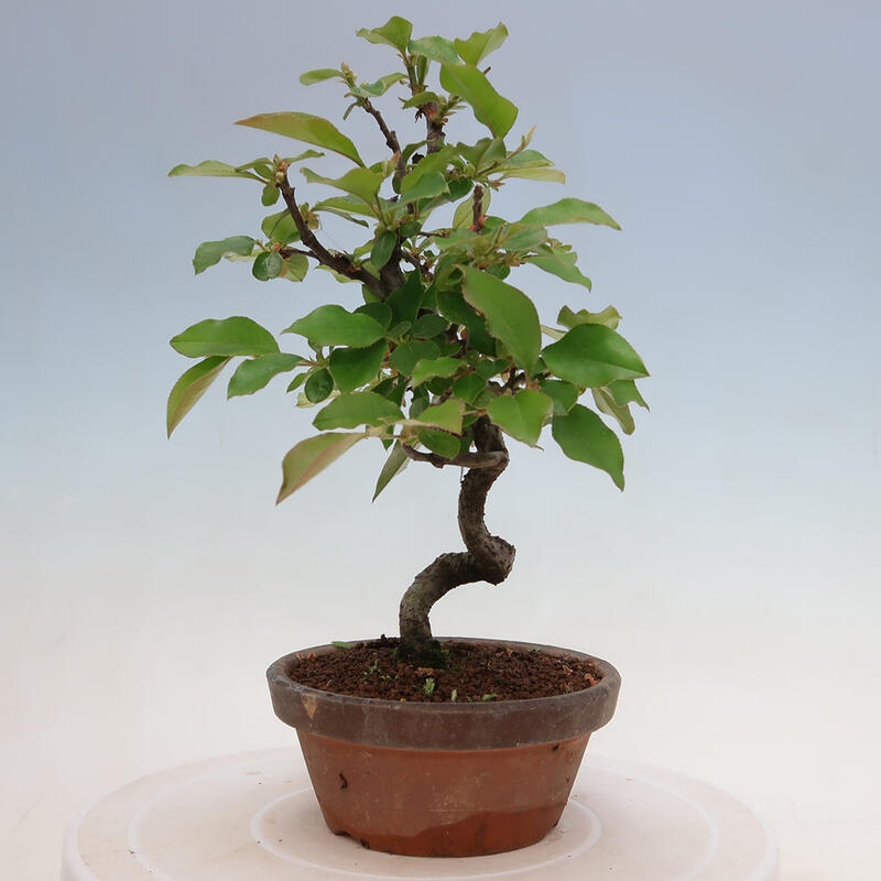 Kültéri bonsai - Pseudocydonia sinensis - kínai birs
