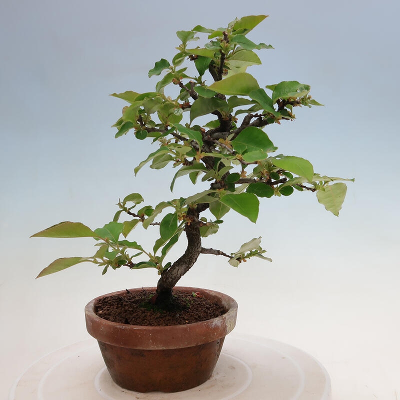 Kültéri bonsai - Pseudocydonia sinensis - kínai birs