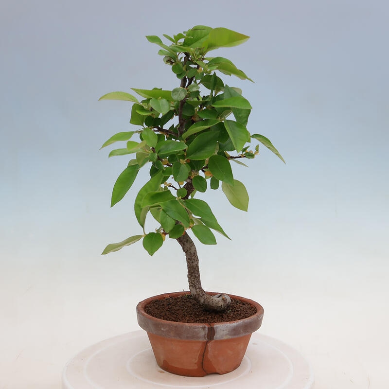 Kültéri bonsai - Pseudocydonia sinensis - kínai birs