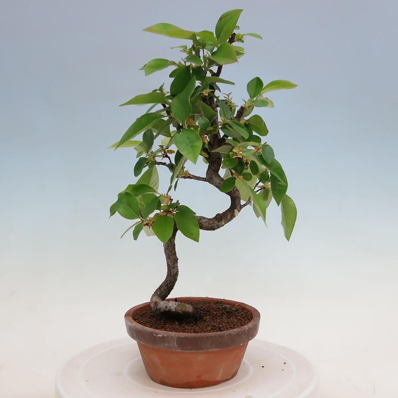Kültéri bonsai - Pseudocydonia sinensis - kínai birs
