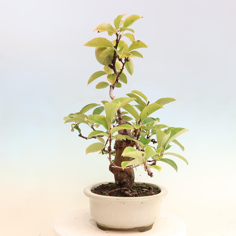 Kültéri bonsai - Pseudocydonia sinensis - kínai birs