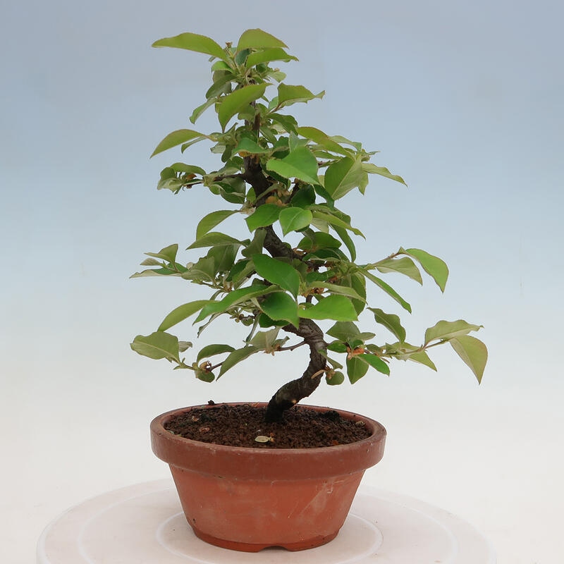 Kültéri bonsai - Pseudocydonia sinensis - kínai birs