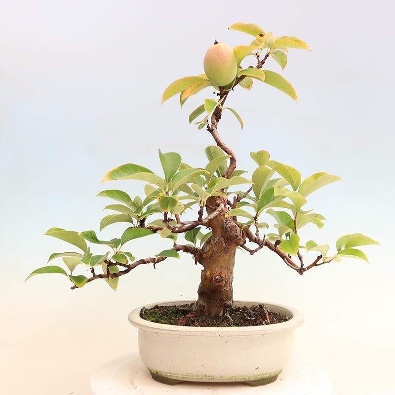 Kültéri bonsai - Pseudocydonia sinensis - kínai birs