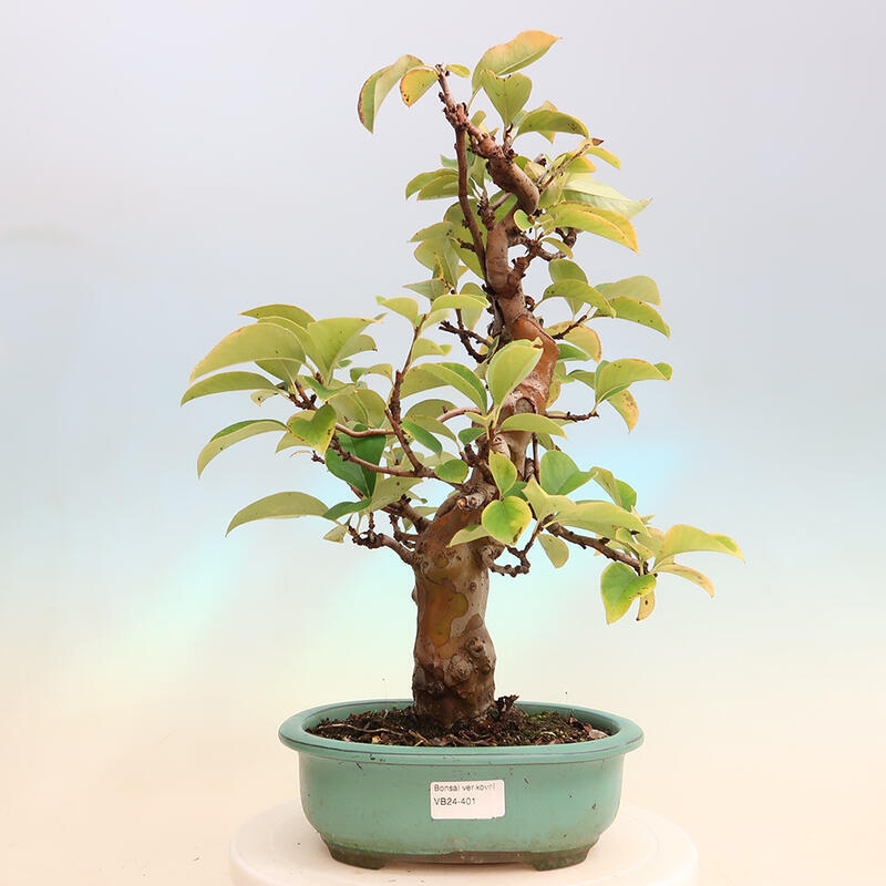 Kültéri bonsai - Pseudocydonia sinensis - kínai birs