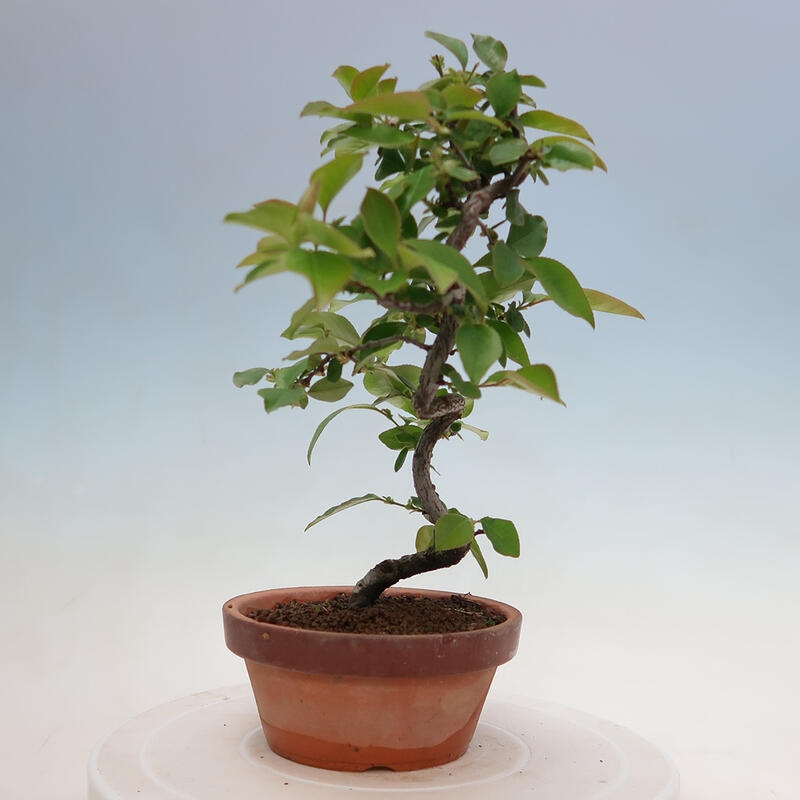 Kültéri bonsai - Pseudocydonia sinensis - kínai birs