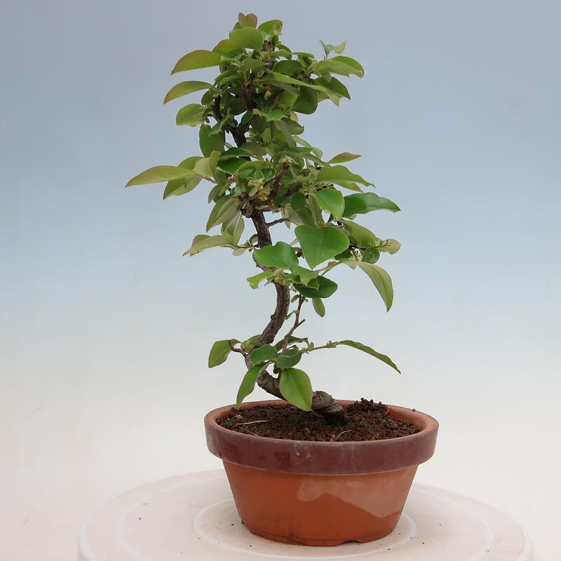 Kültéri bonsai - Pseudocydonia sinensis - kínai birs