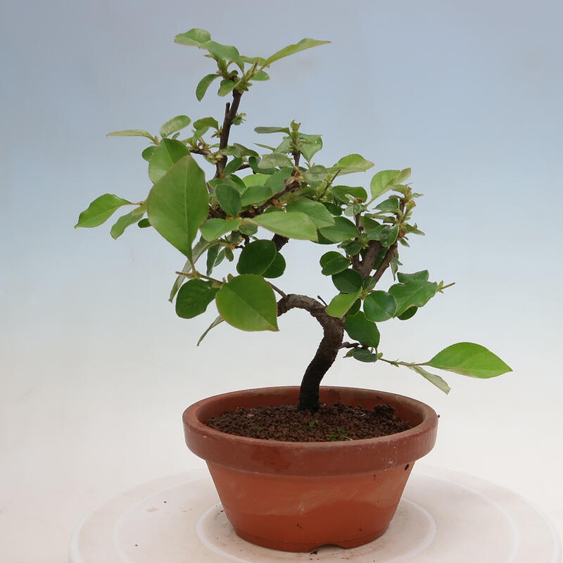 Kültéri bonsai - Pseudocydonia sinensis - kínai birs