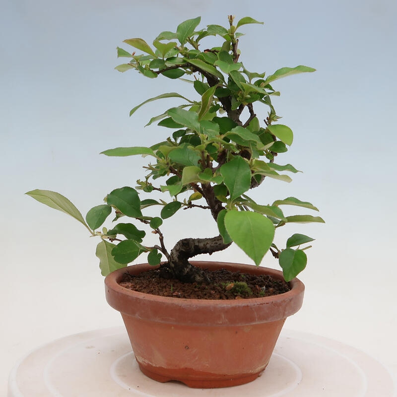Kültéri bonsai - Pseudocydonia sinensis - kínai birs