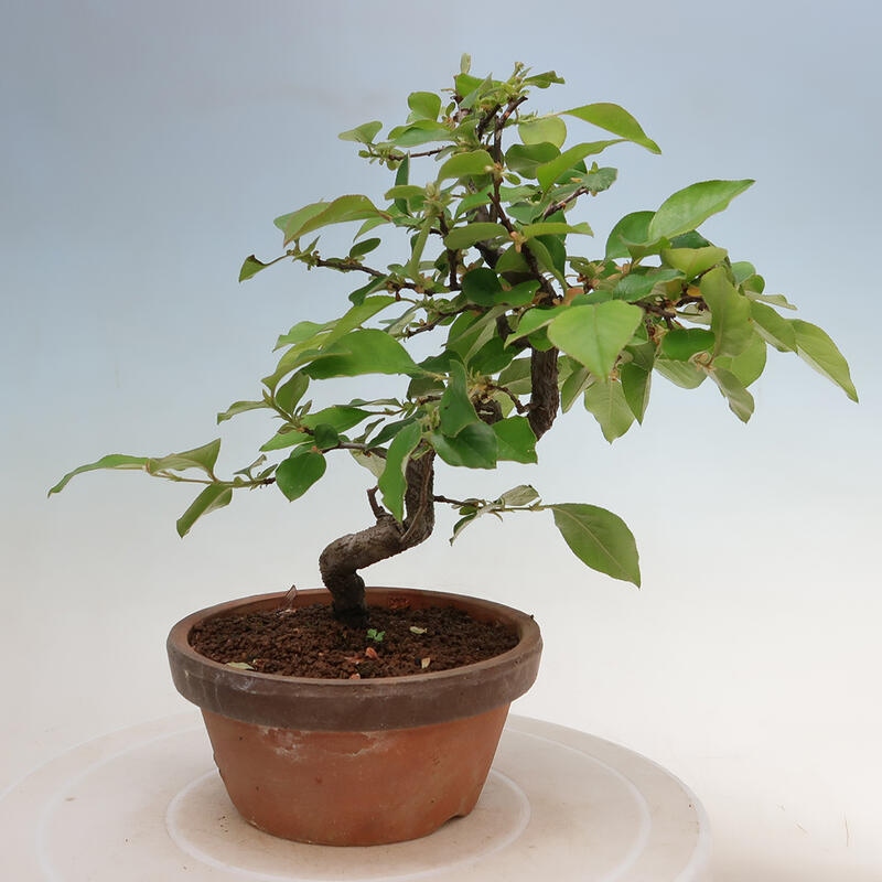 Kültéri bonsai - Pseudocydonia sinensis - kínai birs