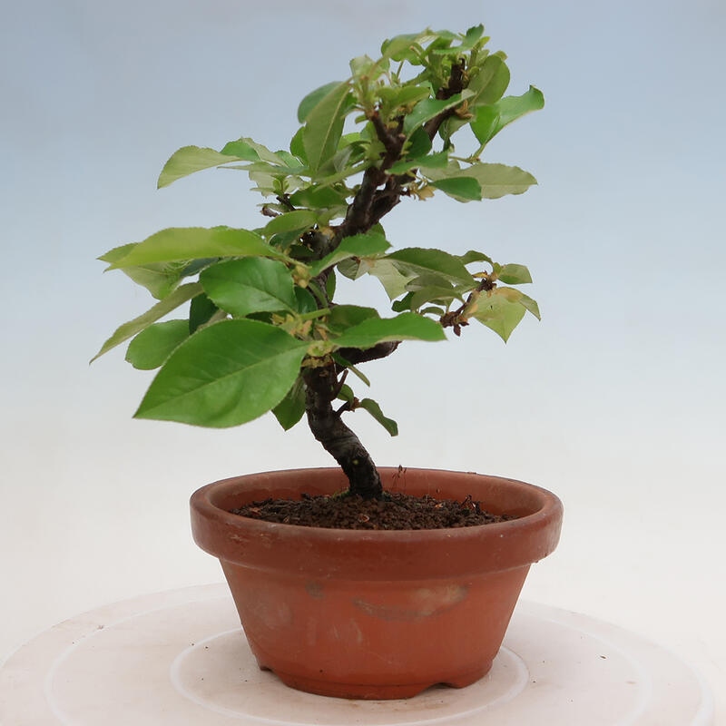 Kültéri bonsai - Pseudocydonia sinensis - kínai birs