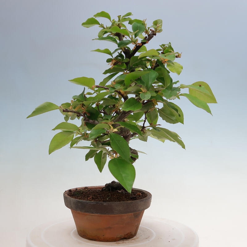 Kültéri bonsai - Pseudocydonia sinensis - kínai birs