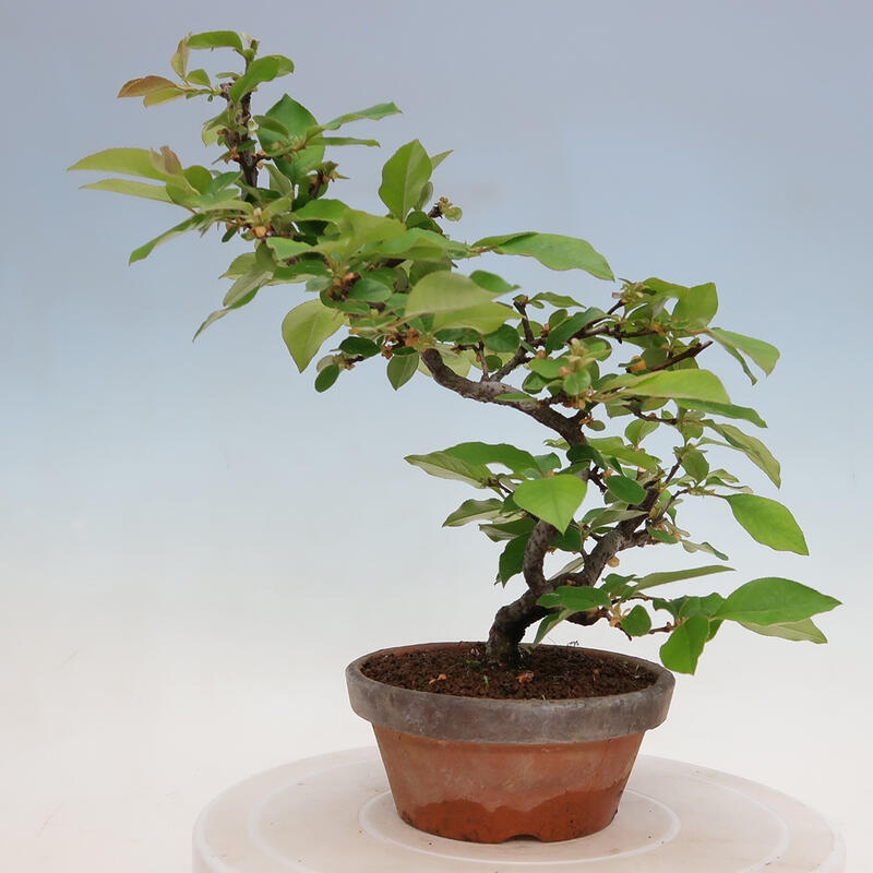 Kültéri bonsai - Pseudocydonia sinensis - kínai birs