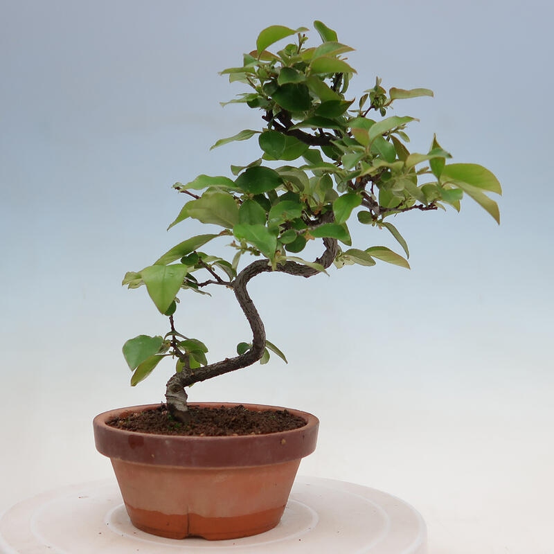Kültéri bonsai - Pseudocydonia sinensis - kínai birs