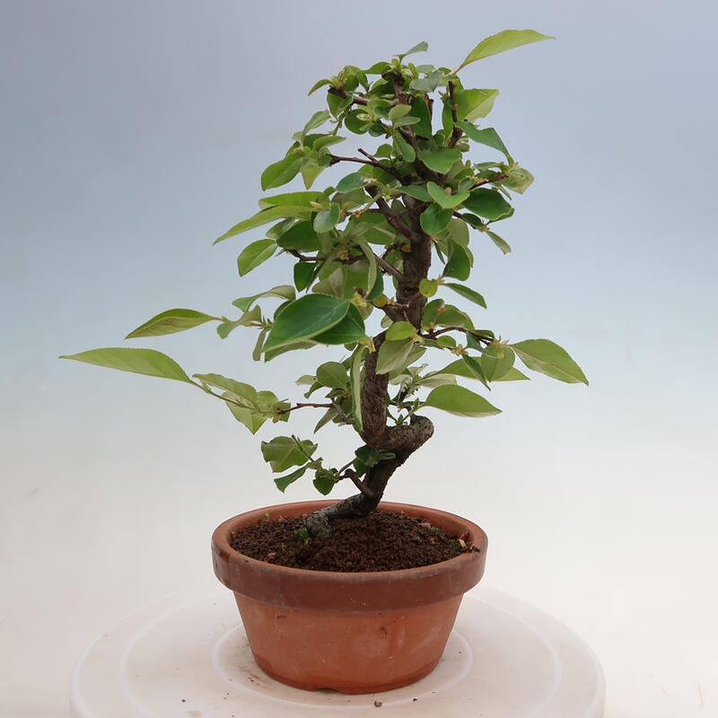 Kültéri bonsai - Pseudocydonia sinensis - kínai birs