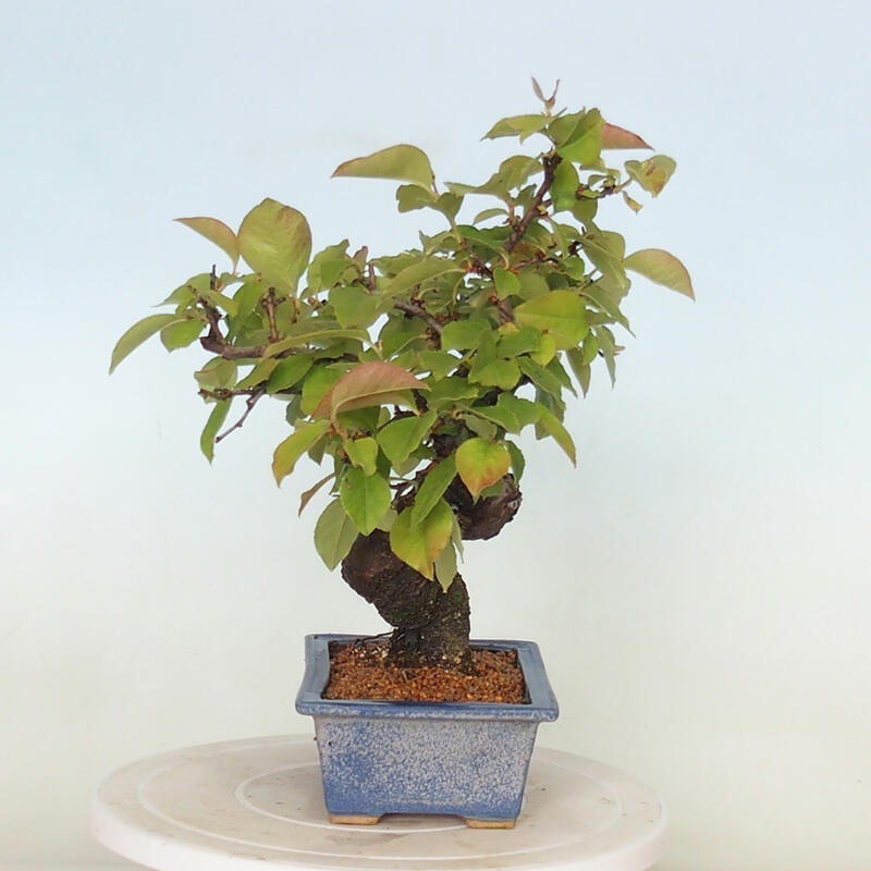 Kültéri bonsai - Pseudocydonia sinensis - kínai birs