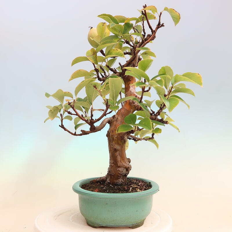 Kültéri bonsai - Pseudocydonia sinensis - kínai birs