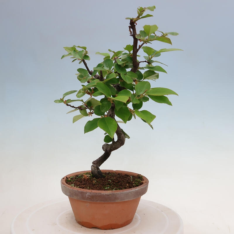 Kültéri bonsai - Pseudocydonia sinensis - kínai birs