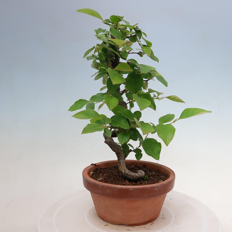 Kültéri bonsai - Pseudocydonia sinensis - kínai birs